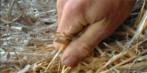 Hands working with straw and earth